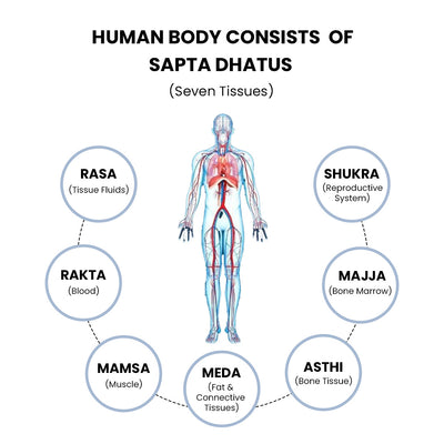 What Are Sapta Dhatus In Ayurveda : With Its Scientific Equivalent & Functions